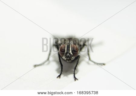 Macro view of nature fly machine on white background in front position