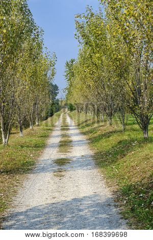 Park of Grugnotorto (Lombardy Italy) between Milan and Brianza in autumn. A path for bicycle and pedestrian