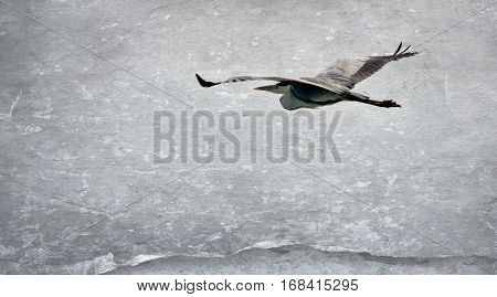 A grey Heron flying over the Berg River