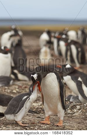 Gentoo Penguin (Pygoscelis papua) regurgitating food to feed its chick on Bleaker Island in the Falkland Islands