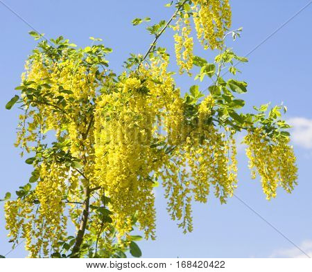 Laburnum anagyroides called as Golden rain and Golden chain recorded in Bulgaria resort Saint Constantine and Saint Helen.