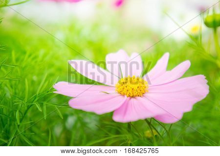 cosmos flowrs in the park pink flowrs in the garden with sunlight vintage style