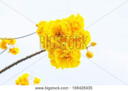 Yellow cotton flowers Silk Cotton flowers Tree beautiful in sky