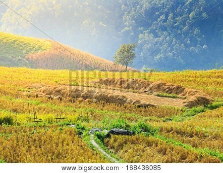 Rice field with rice stubble left after harvesting on high mountain at Ban Pa Pong Piang at sunset Chiang Mai province Thailand