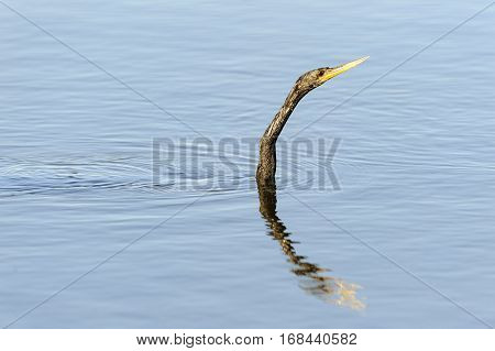 Long-necked Anhinga AKA snakebird slides through water