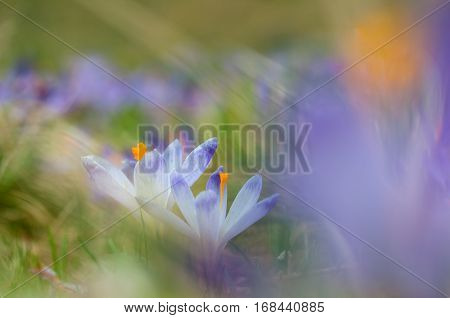 Couple of blue crocuses blooming on spring meadow. Easter photo with colorful bokeh