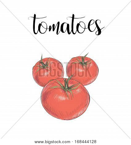 Tomatoes color illustration vector skech. red tomatoes