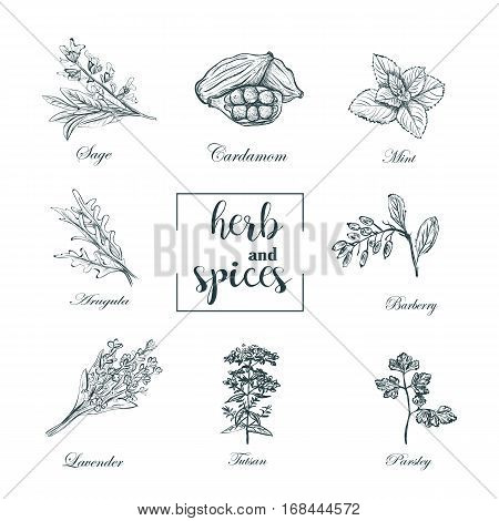 Collection of herbs and spices skech vector. Set herbs