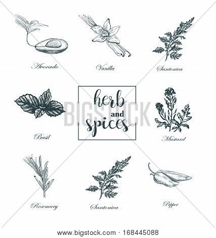 Collection of herbs and spices skech vector. Set medicinal herbs