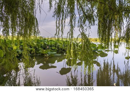 Lotus flowers on river Mincio_Italy_ during a sunny day.