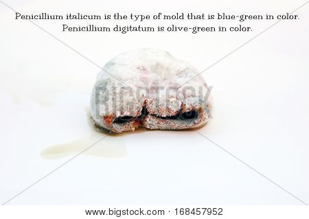 An orange in Decomposition with Peniccilum Digitaum mold. isolated on white with room for your text. Basic information text included which can easily be removed and replaced or used as is.