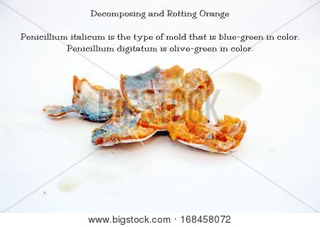 An orange in Decomposition with Peniccilum Digitaum mold. isolated on white with room for your text. Basic information text included which can easily be removed and replaced or used as is.