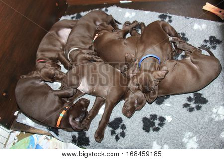 German shorthaired pointer puppies 8 weeks old solid liver