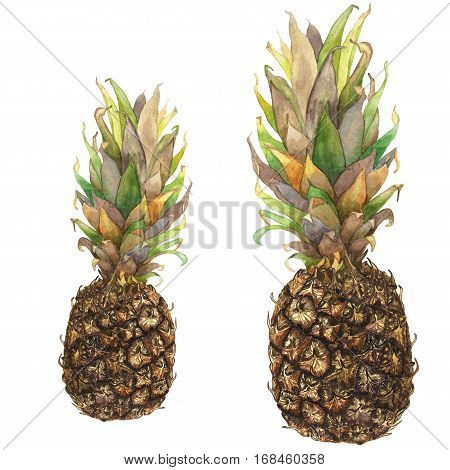 Botanical watercolor illustration of tropical fruit pineapple with colorful leaves on white background. Could be used as decoration for web design polygraphy or textile
