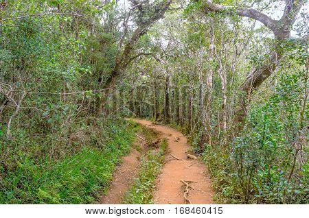 The Cloud Forest