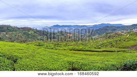 The Tea Shrubs