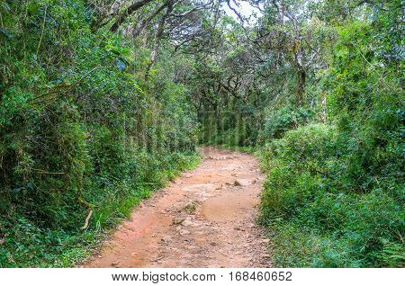 The Footpath Through The Forest