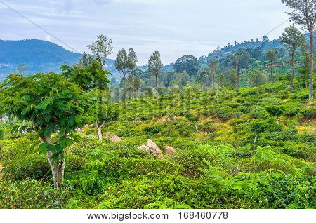 The Fields Of Haputale