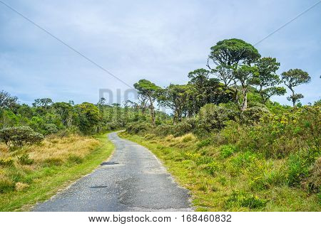 The Road In Forest