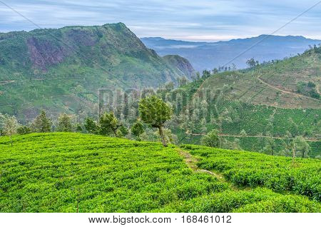 The Highlang Tea Plantations