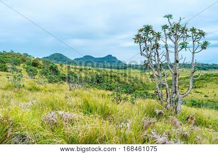The Lonely Bush