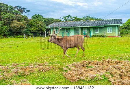 The Sri Lankan sambar deer is the biggest mammal in Horton Plains National Park Sri Lanka