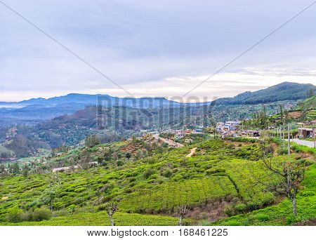 The Slopes Of Hakgala