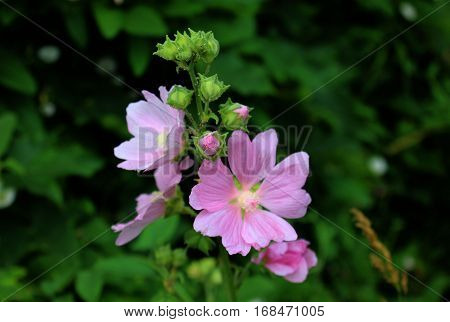 Pink flowers on chicory on deep green background. Chicory growing in forest. Wild chicory flower.