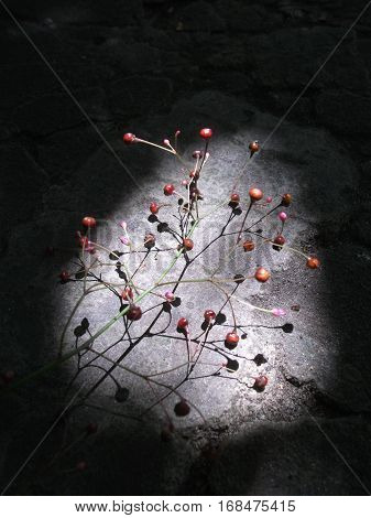Abstraction with branch and small fruits on the ground