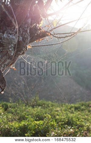 Forest trees and the cobweb with sunlight