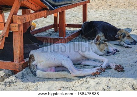 Homeless dog lying and sleeping in the shadow of the sun lounger on Cavelossim Beach in South Goa, India