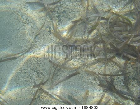 Underwater sjögräs