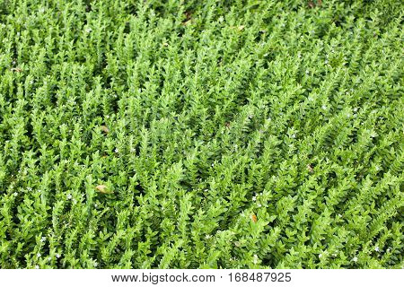 Field of green leafs growing herbaceous plant