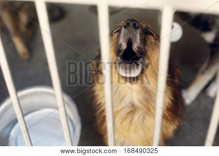 Sad Puppy Crying Howling In Shelter Cage, Unhappy Emotional Moment, Adopt Me Concept, Space For Text