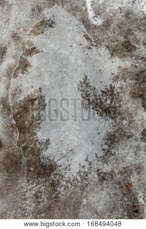 Belarus -The reflection of trees in a pool of water in the woods melted ice silhouette in the water.