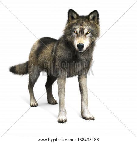 Illustration of a brown wolf on a white background. 3d rendering