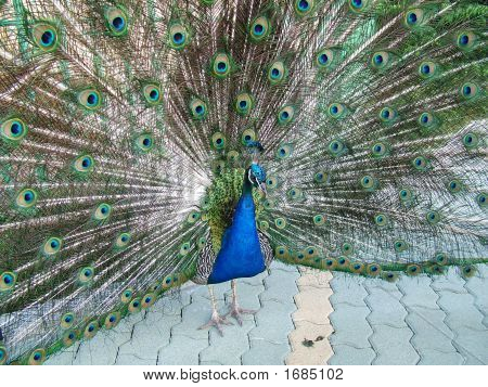 Peacock Schwanz Hintergrund