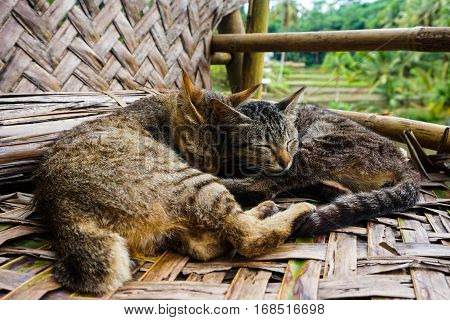 Two tabby kittens curl and cuddle up before going to sleep