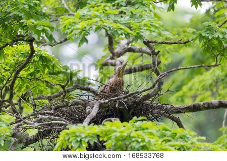 Young tiger heron in treetop nest Costa Rica