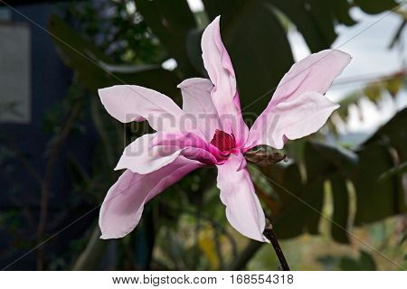 Pink Magnolia Flower Isolated on Background 2