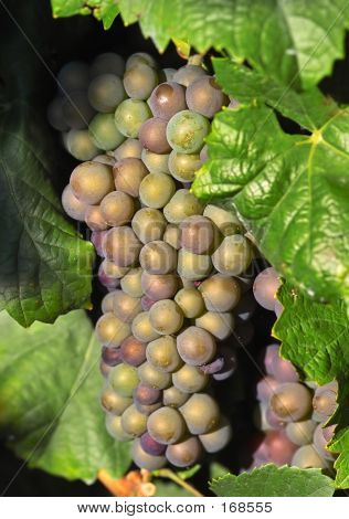 Raisins de cuve légères