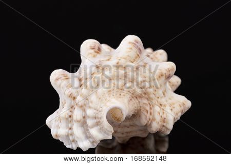 Sea shells of auger snail isolated on black background reflection