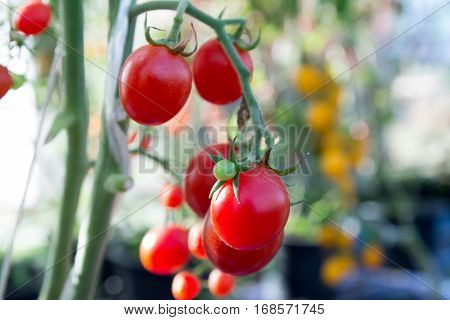 Tomatoes in the garden,Vegetable garden with plants of red tomatoes. Ripe tomatoes on a vine, growing on a garden. Red tomatoes growing on a branch.