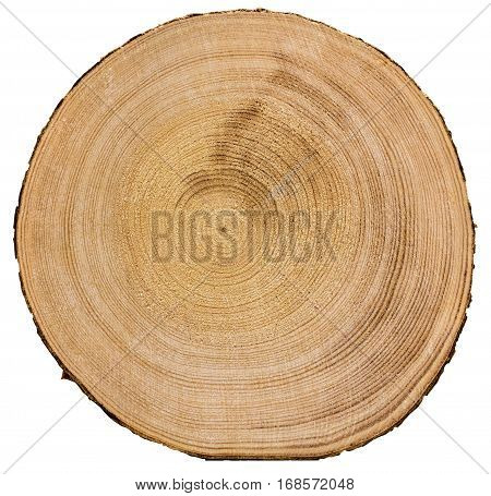 Cross section of tree trunk isolated on white background texture