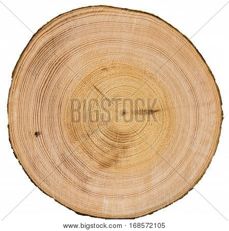 Cross section of tree trunk isolated on white background texture
