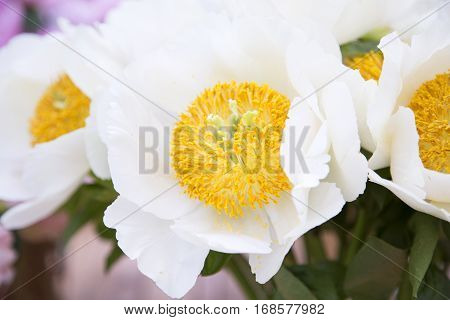 White big flower with yellow center close-up