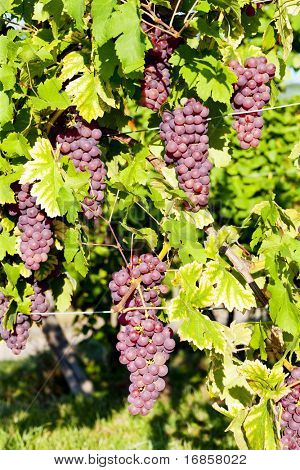 grapevine in vineyard (gewurztraminer), Alsace, France