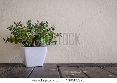 Indoor plant in a white ceramic pot on old wooden table