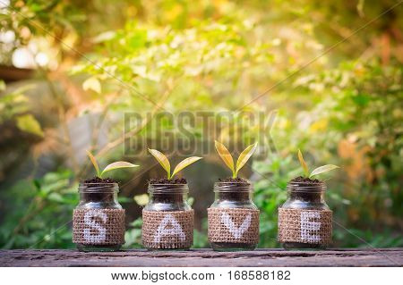 Young plants growing in the glass bottle on old wooden table for business investment growth or saving concept