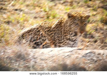 In South Africa Kruger Natural Park Wild Leopard